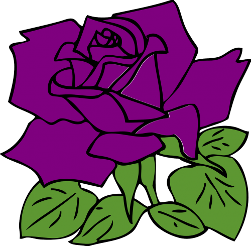 rose purple flower