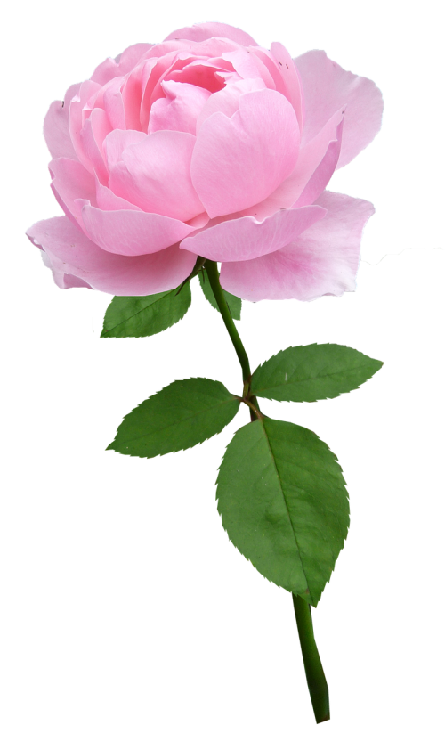 rose stem pale pink