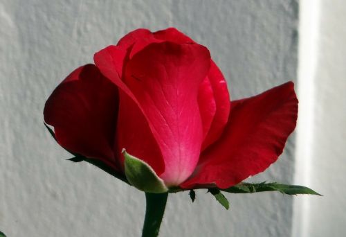 rose flower love