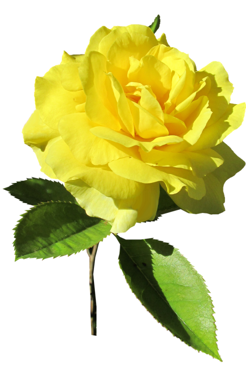 rose yellow stem