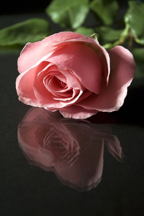 rose flower petal