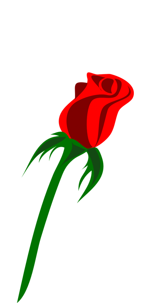 rose single bud