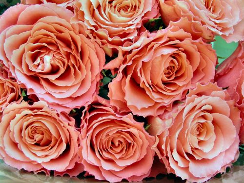 rose bouquet petal
