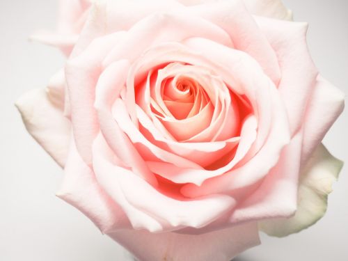 rose flower petal