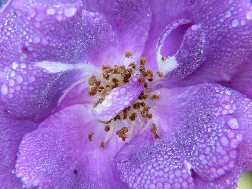 rose purple dew
