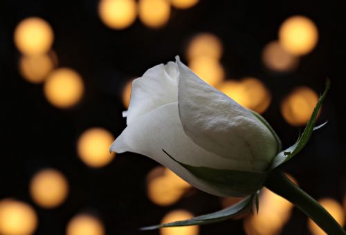 rose bokeh white rose