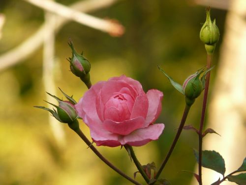 rose flower blossom