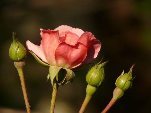 rose flower blossom