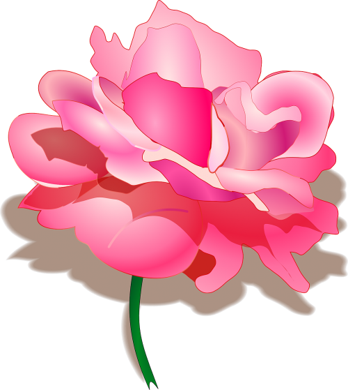 rose rosa flower