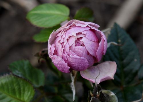 rose pink plant