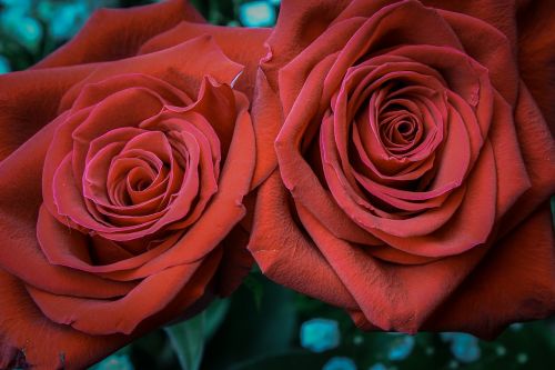 rose petal affection