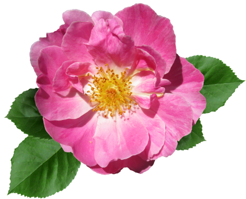 rose pink flower