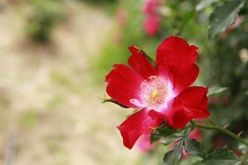 rose nature flowers