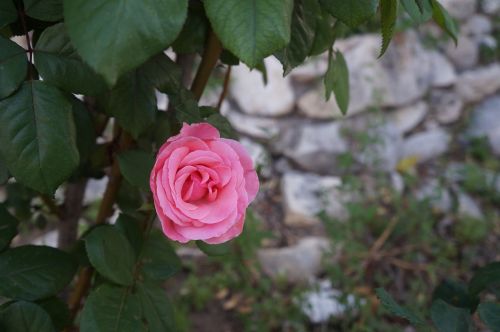 rose flower roses