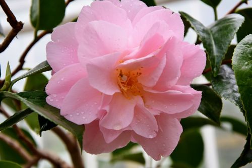 rose rose bush rose bloom