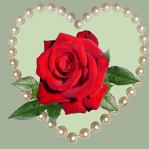 rose gift romance