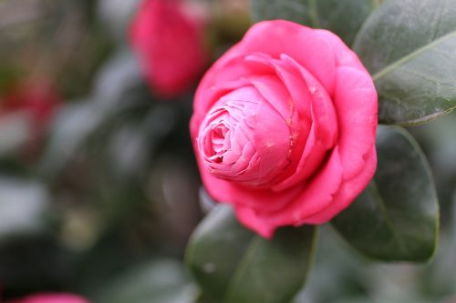 rose flower plant