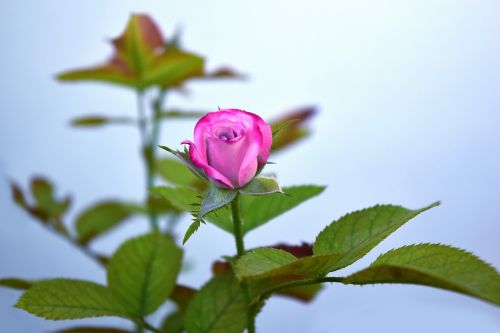 rose bud flower