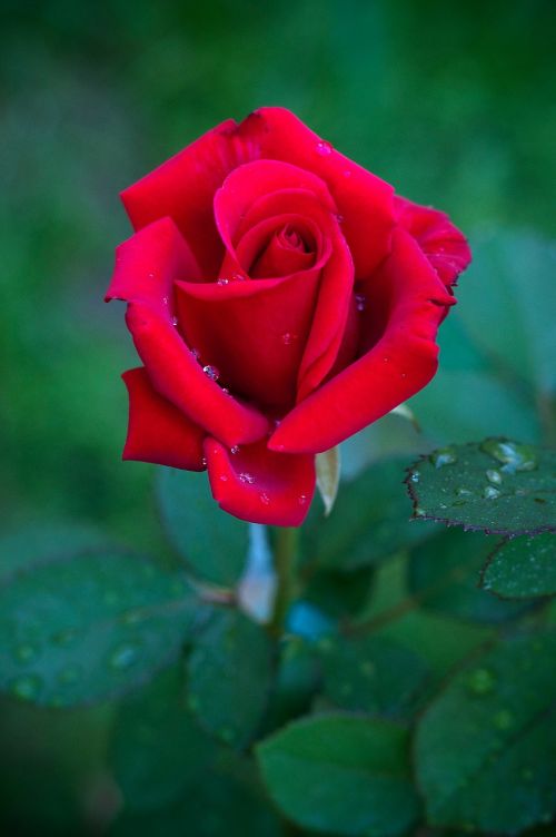 rose beauty flower