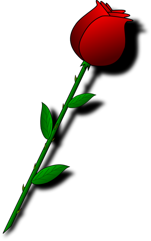 rose red flower