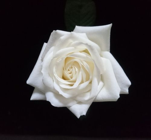rose flower gift