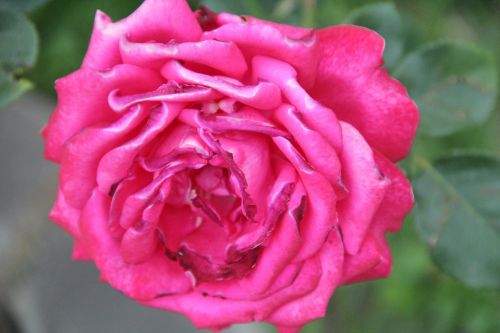 rose wildflower flower