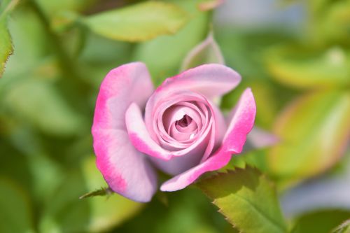 rose pink flower