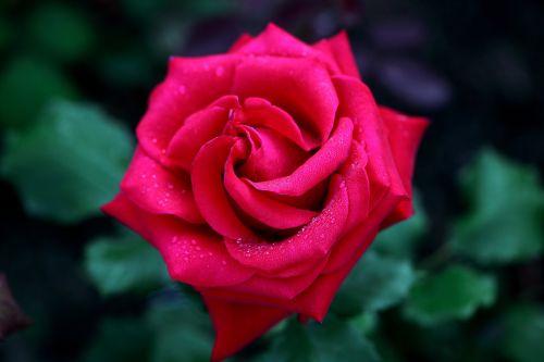rose dew flowers