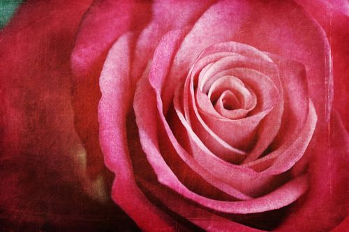 rose pink close-up