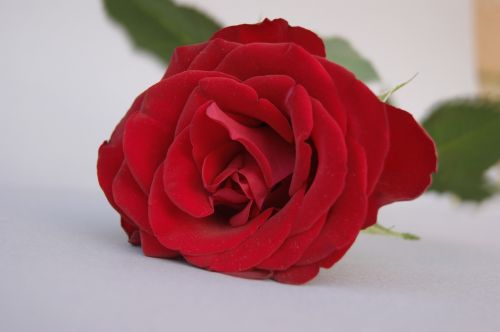 rose flower love