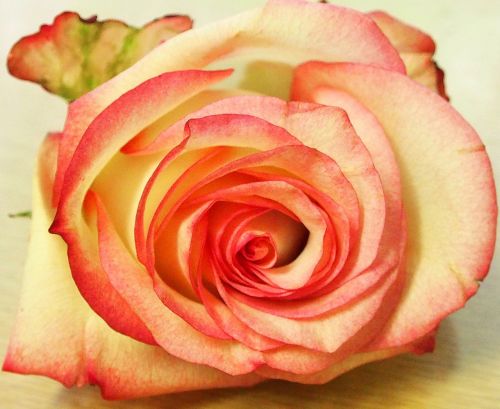 rose white pink schnittblume