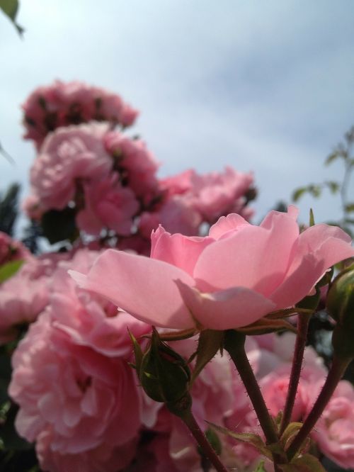 rose flowers floral