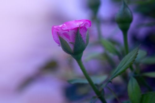 rose flower pink