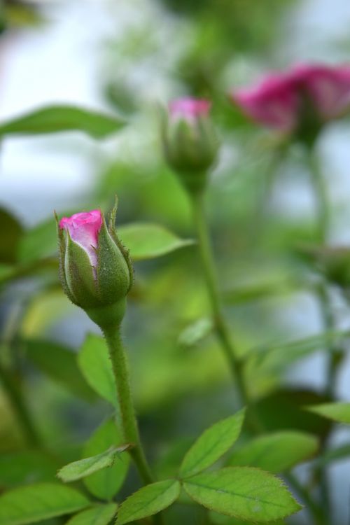 rose buds foliage
