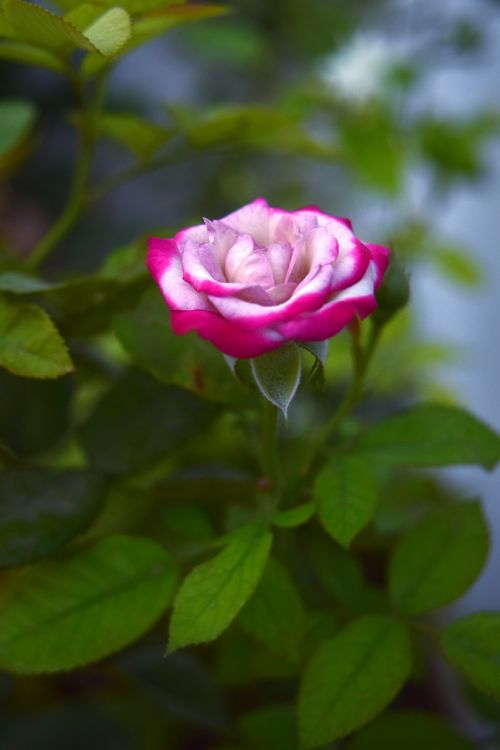 rose flower nature