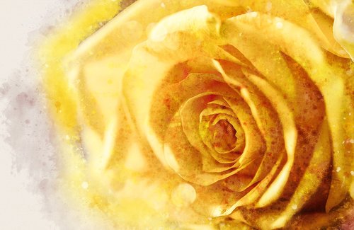 rose  flower  anniversary