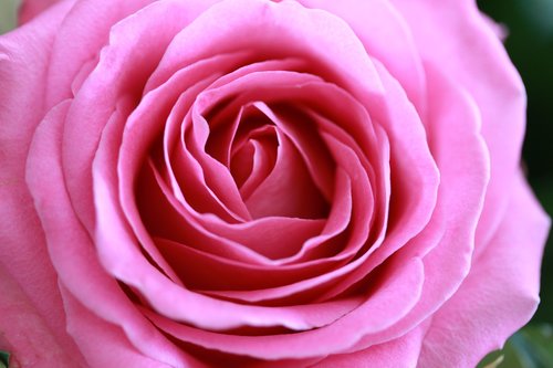 rose  love  flower