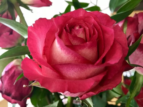 rose  flower  flowers