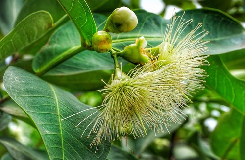 rose  apple  tree