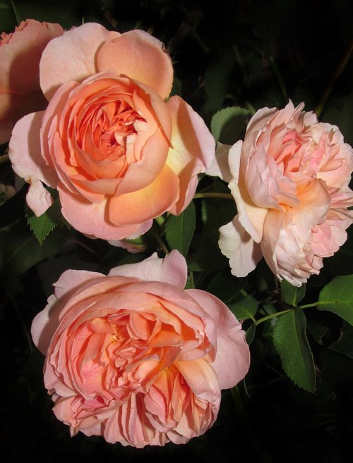 rose  flower  floral