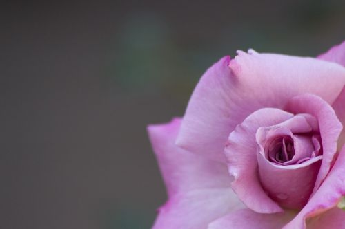 rose flower plant