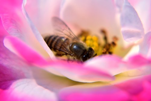 rose  flower  honeybee