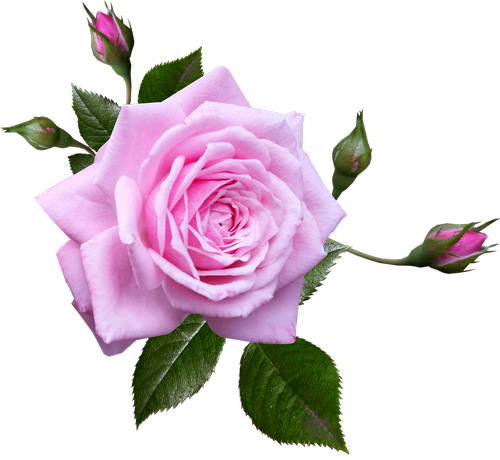 rose  pink  flower