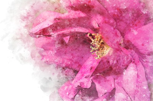rose  petals  pink