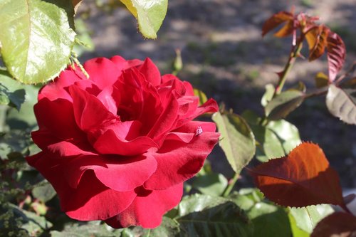 rose  garden  aqil