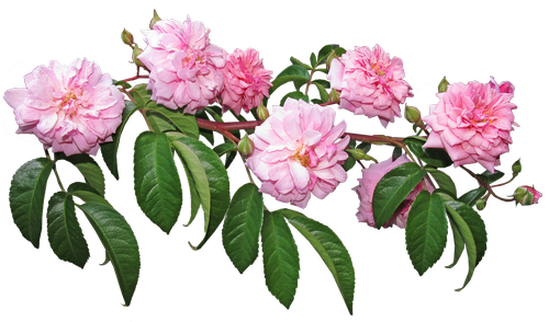 rose  climber  plant