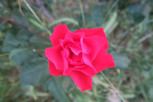 rose  red rose  flower