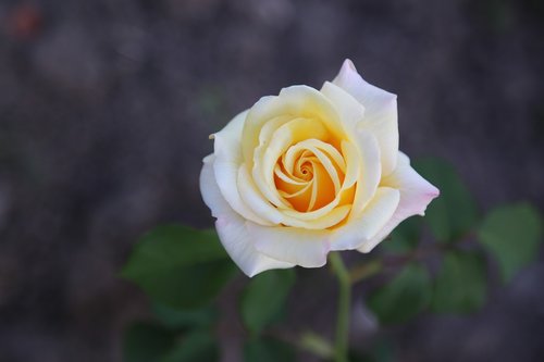 rose  white rose  flower