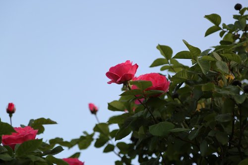 rose  red rose  flower