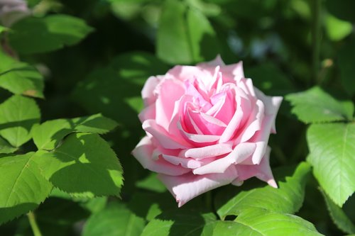 rose  pinkish rose  flower